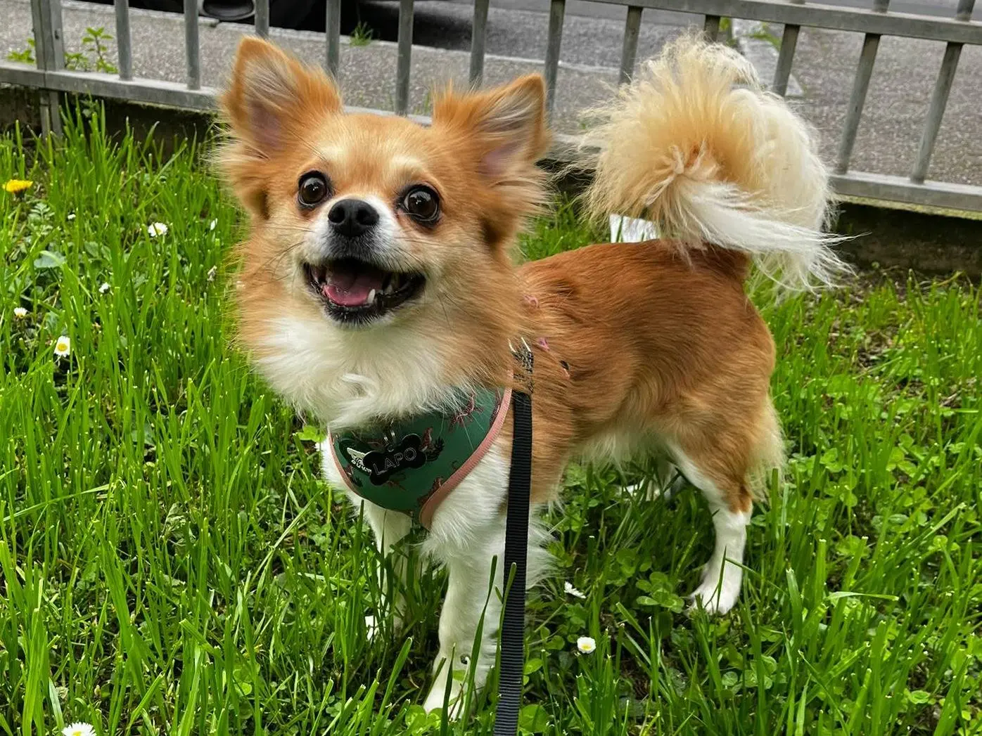 Adozione cane, maschio, Chihuahua Razza sconosciuta, 4 anni e 3 mesi, taglia piccola, Firenze