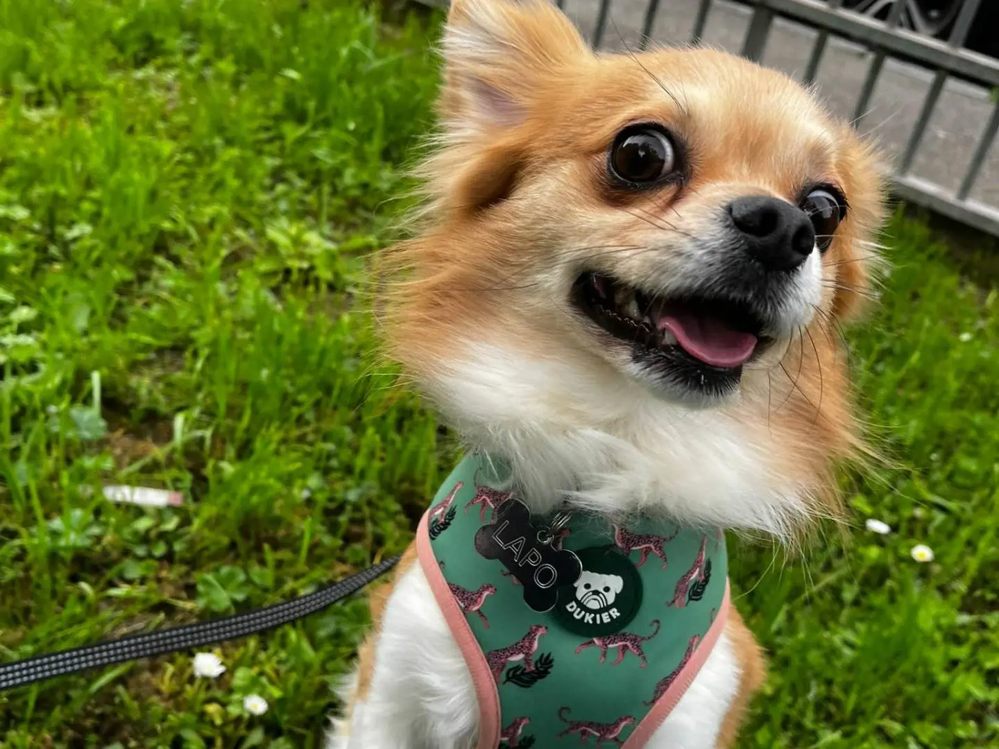Adotta un cane, taglia piccola, maschio, Firenze