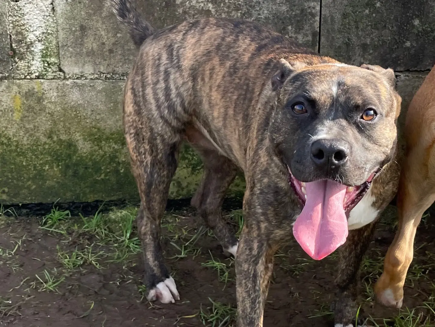 Adotta un cane, femmina, 4 anni e 10 mesi, Frosinone