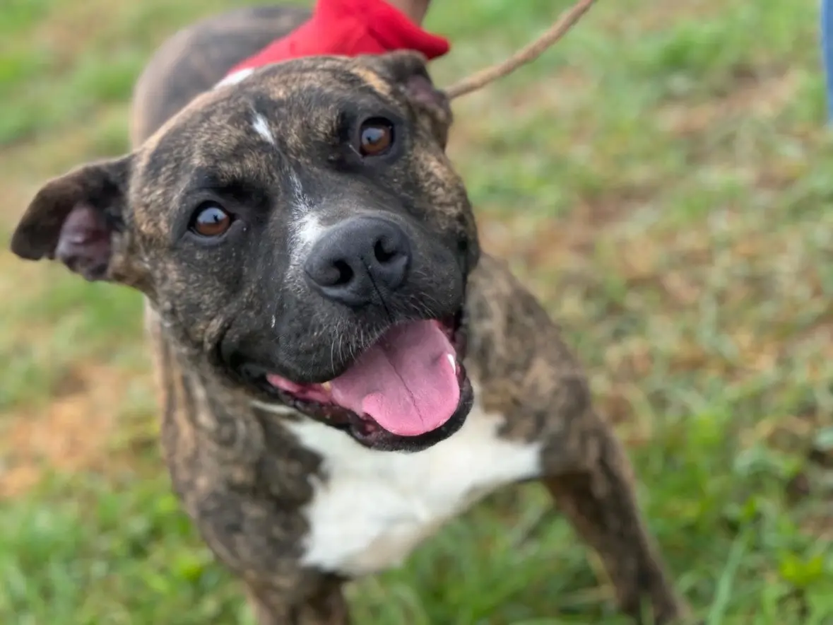 Adozione cane, femmina, Staffordshire Bull terrier Razza sconosciuta, 4 anni e 10 mesi, taglia grande, Frosinone