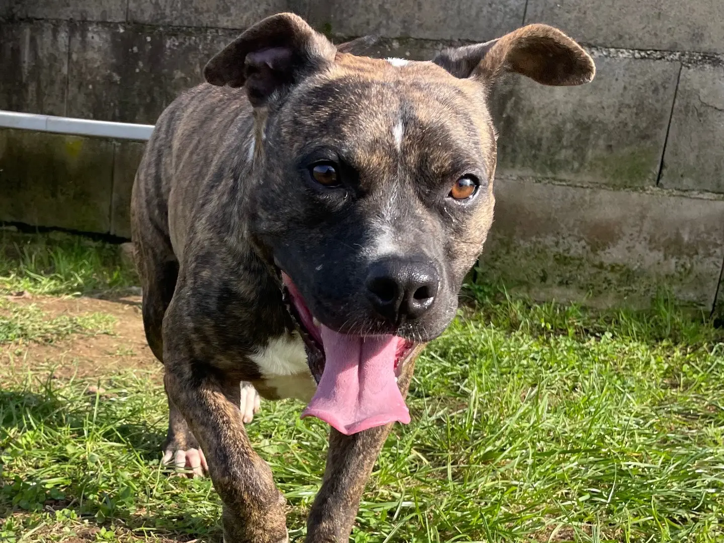 Adotta un cane, taglia grande, femmina, Frosinone