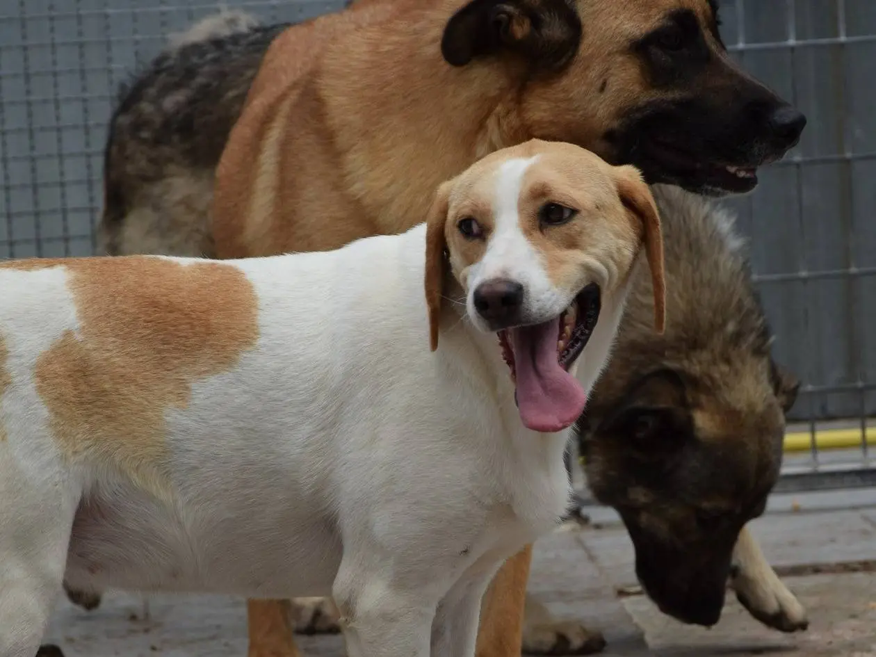 Adozione cane, femmina, Segugio Razza sconosciuta, 3 anni e 8 mesi, taglia media contenuta, Chieti