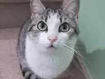 Foto 1 dell'animale