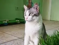 Foto 3 dell'animale