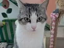 Foto 2 dell'animale