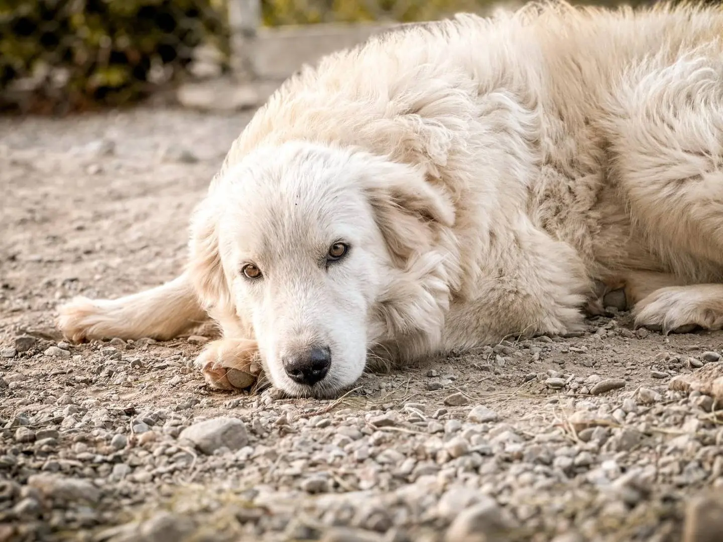 Adotta un cane, maschio, 2 anni e 11 mesi, Crotone