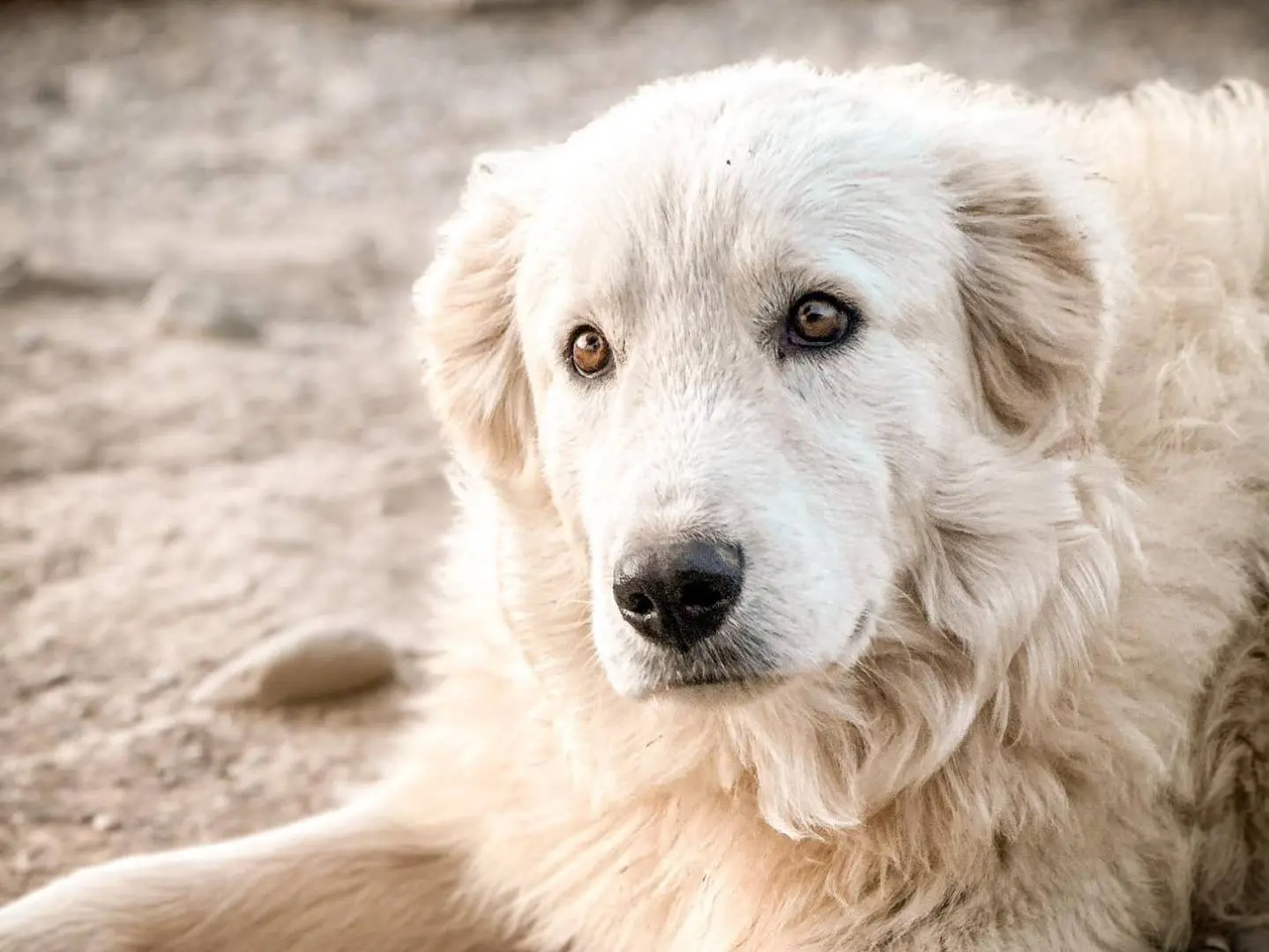 Adozione cane, maschio, Pastore maremmano Razza sconosciuta, 2 anni e 11 mesi, taglia grande, Crotone