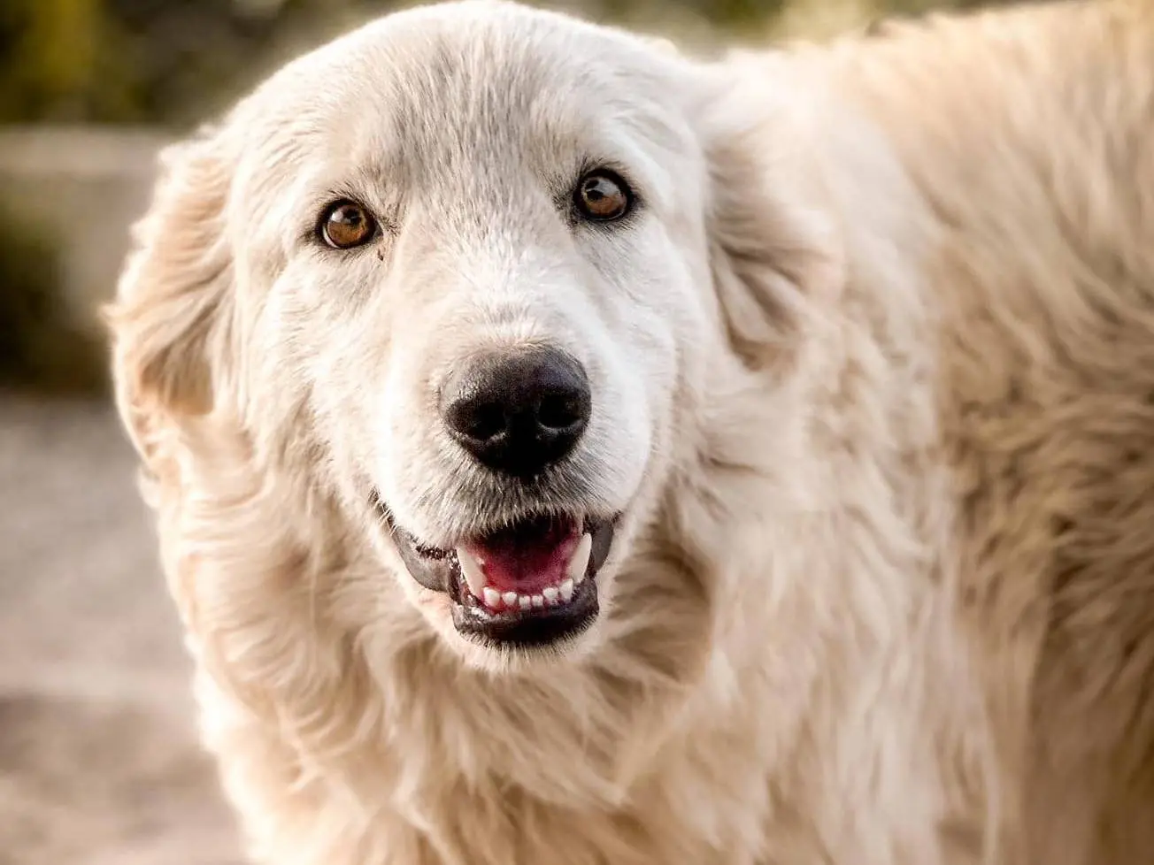 Adotta un cane, taglia grande, maschio, Crotone