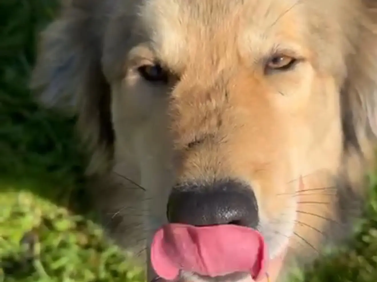 Vuoi adottare un cane a Latina?