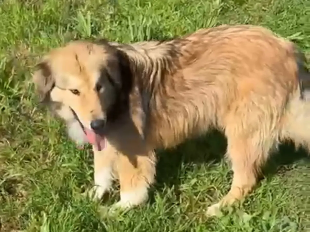 Adotta un cane, taglia media, maschio, Latina