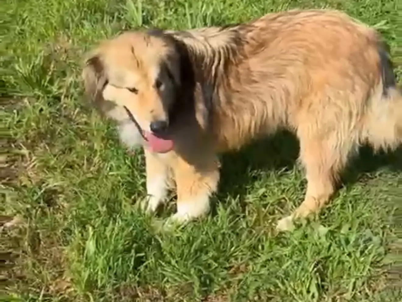 Adozione cane, maschio, Razza sconosciuta Razza sconosciuta, 4 anni e 7 mesi, taglia media, Latina
