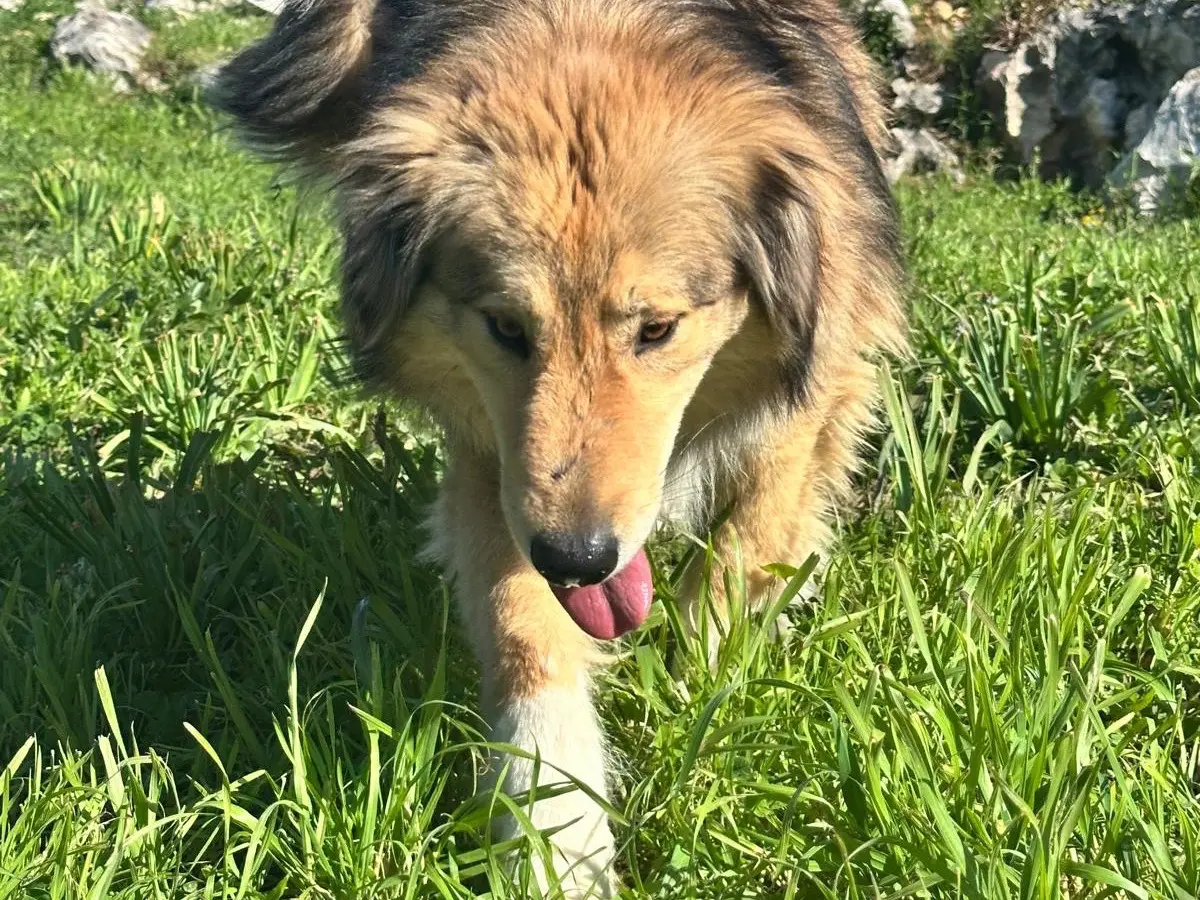 Adotta un cane, maschio, 4 anni e 7 mesi, Latina