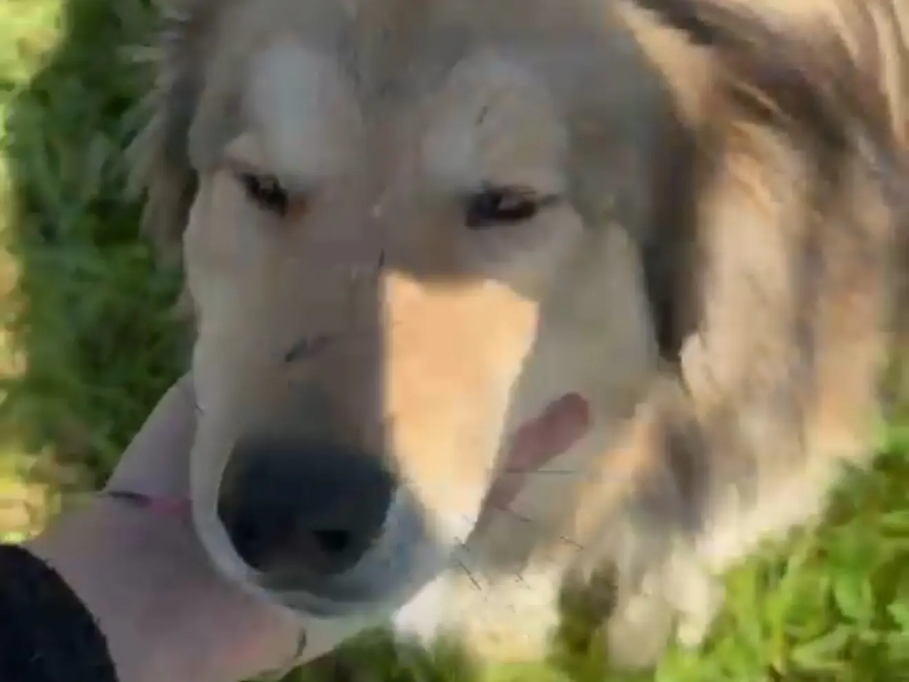 Adotta il cane Angelo a Latina
