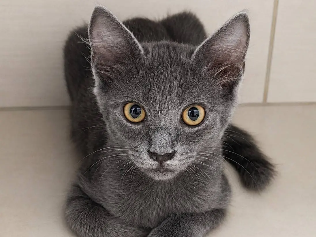 Adozione gatto, maschio, Razza sconosciuta Razza sconosciuta, 4 mesi, taglia non valida, Cremona