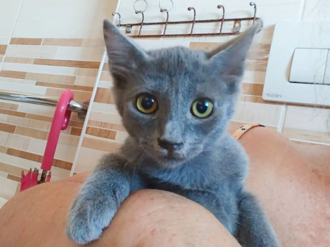 Adotta un gatto, taglia non valida, maschio, Cremona