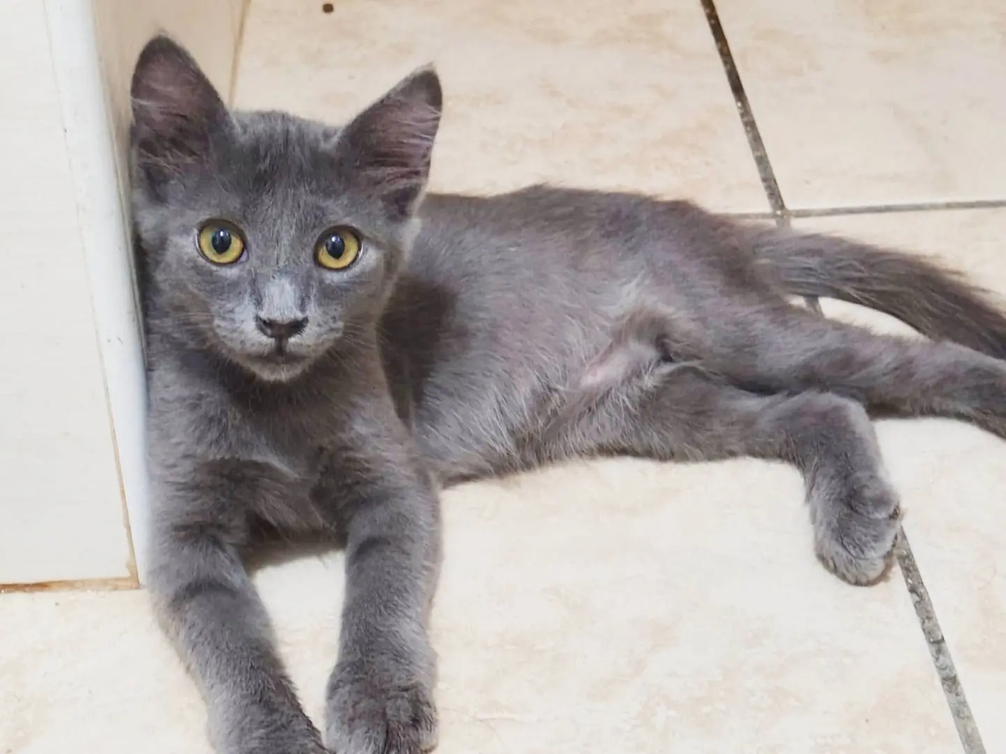 Adotta un gatto, maschio, 4 mesi, Cremona