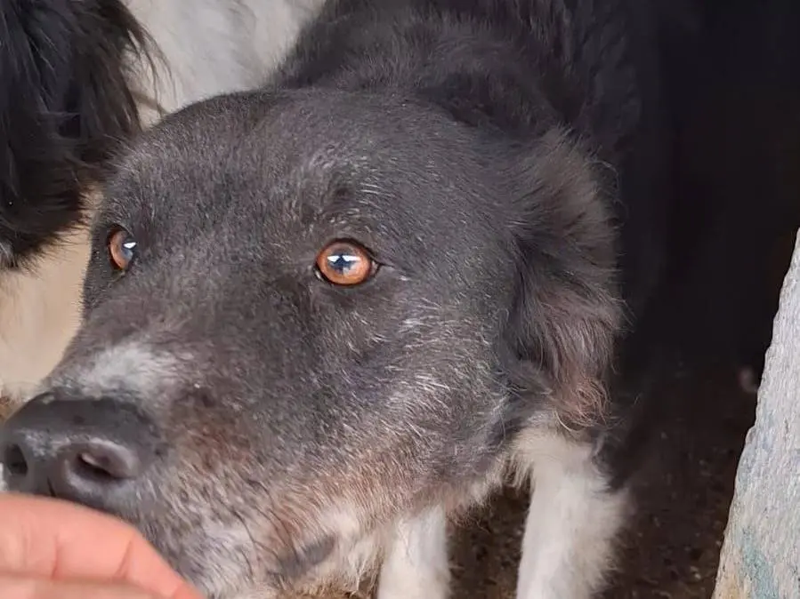 Adozione cane, maschio, Razza sconosciuta Razza sconosciuta, 7 anni e 8 mesi, taglia media contenuta, Crotone