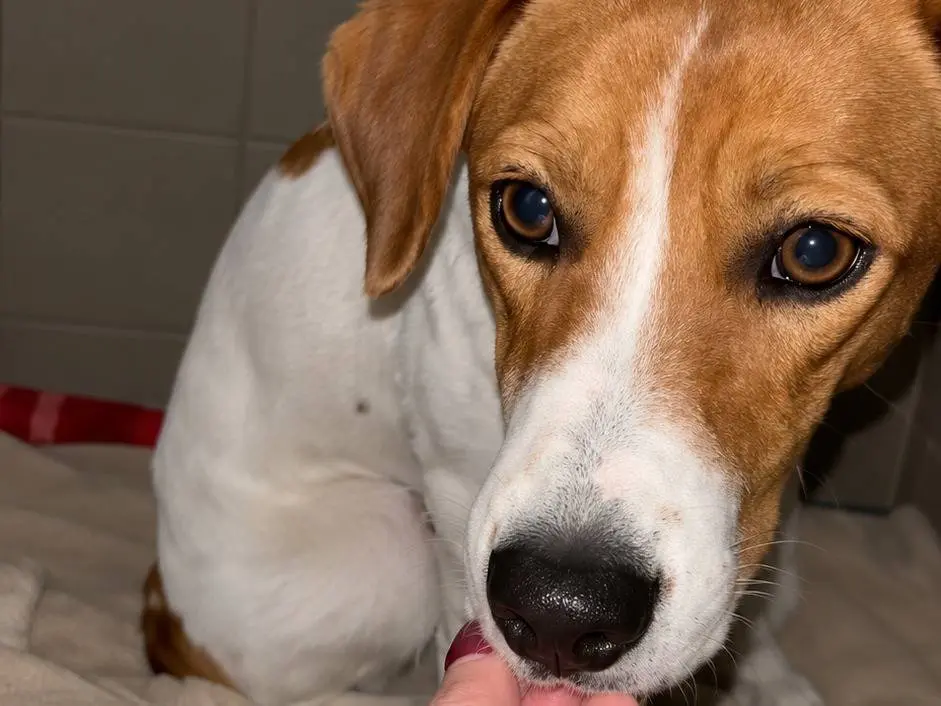 Adozione cane, femmina, Razza sconosciuta Razza sconosciuta, 8 mesi, taglia media contenuta, Avellino