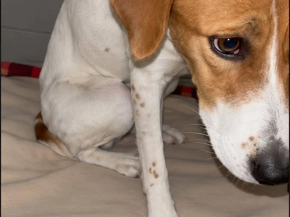 Vuoi adottare un cane a Avellino?