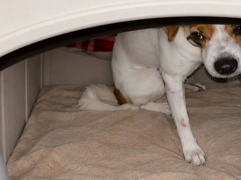 Adotta il cane Matilde a Avellino