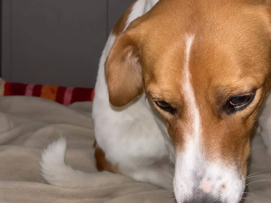 Adotta un cane, taglia media contenuta, femmina, Avellino