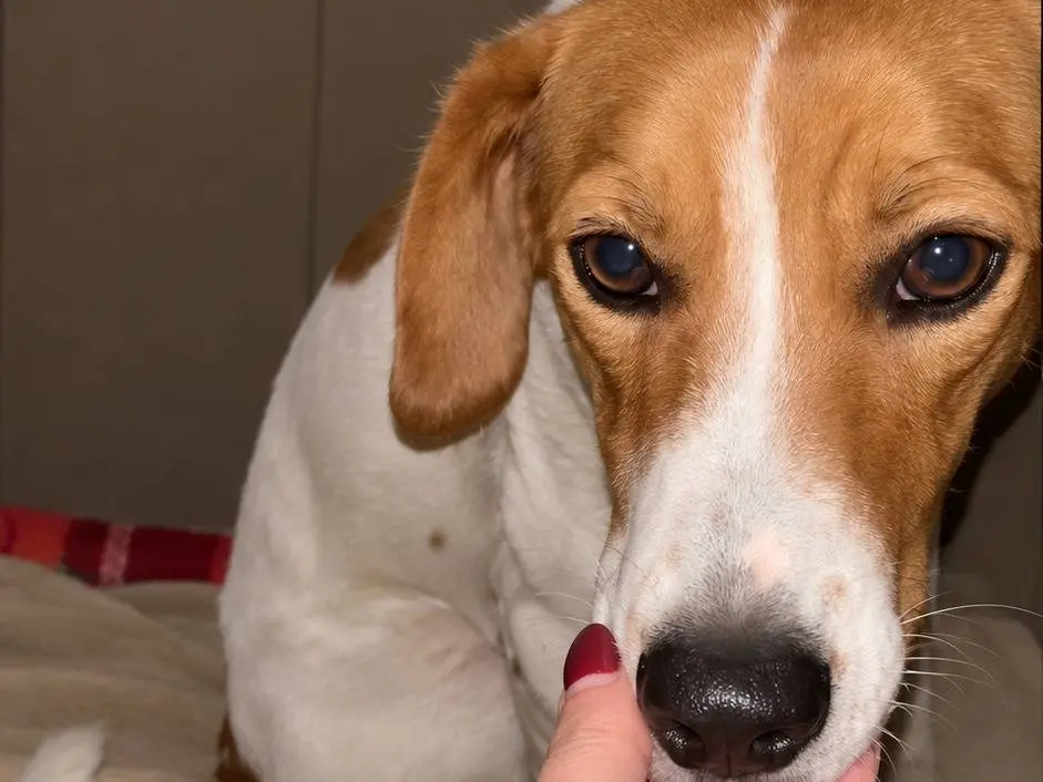 Adotta un cane, femmina, 8 mesi, Avellino