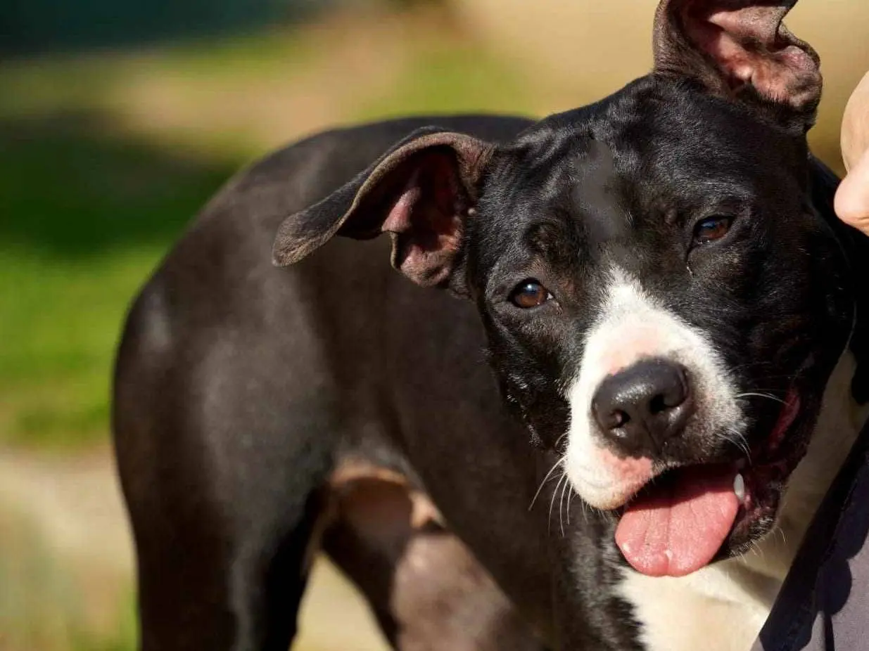 Adotta un cane, femmina, 3 anni e 7 mesi, Monza