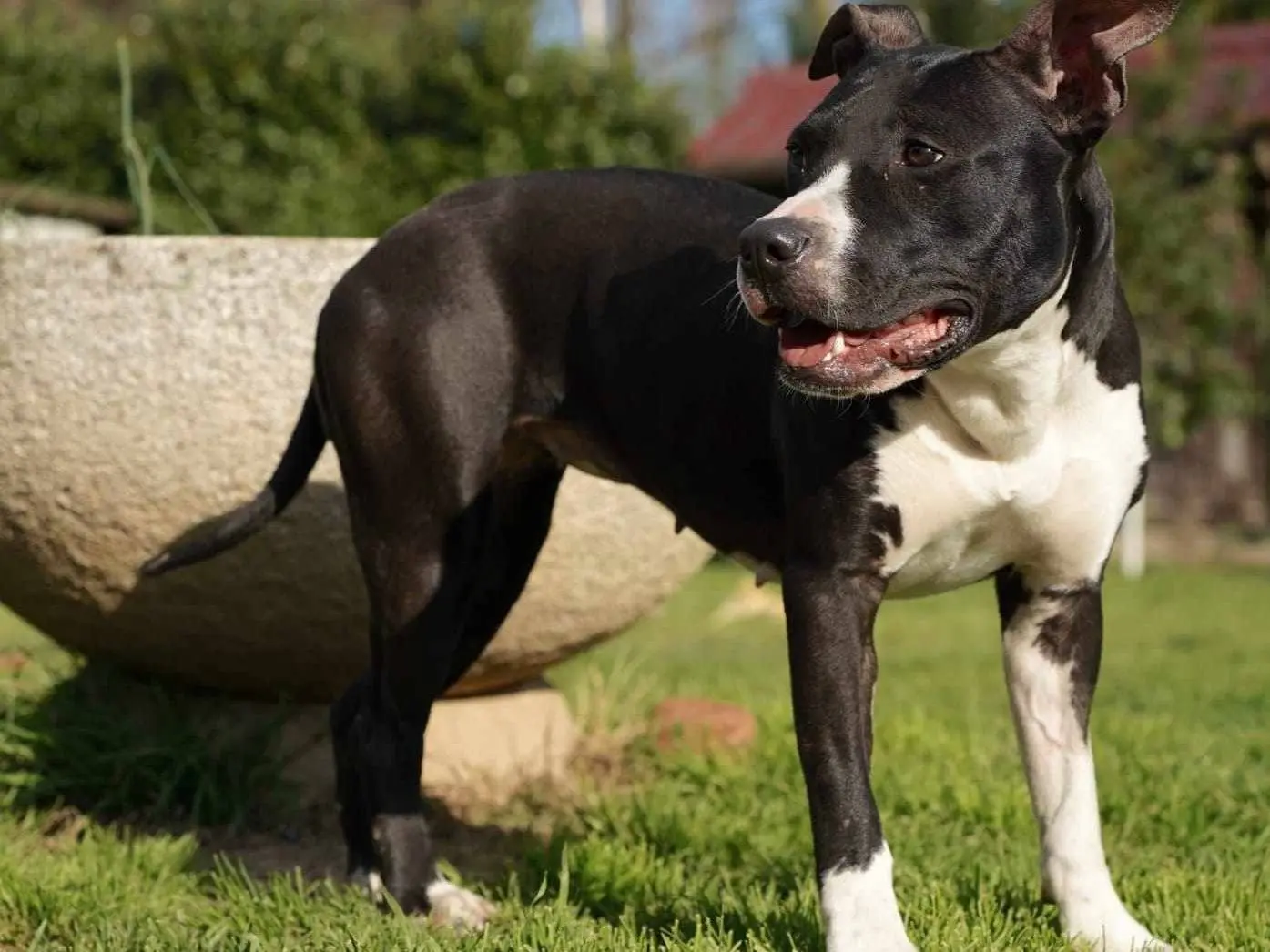 Vuoi adottare un cane a Monza?