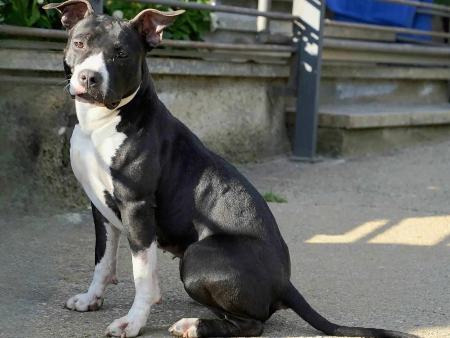 Adotta un cane, taglia media, femmina, Monza