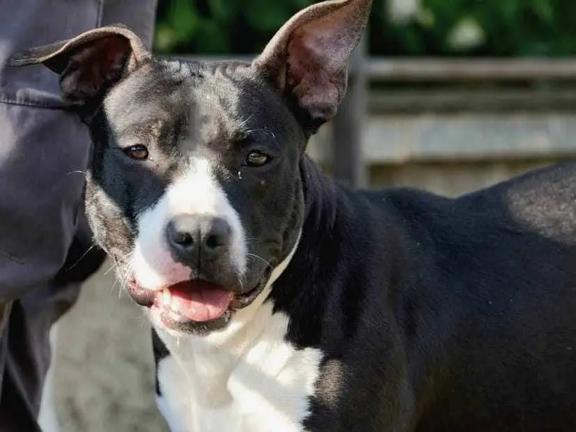 Adozione cane, femmina, American Staffordshire Terrier, 3 anni e 7 mesi, taglia media, Monza