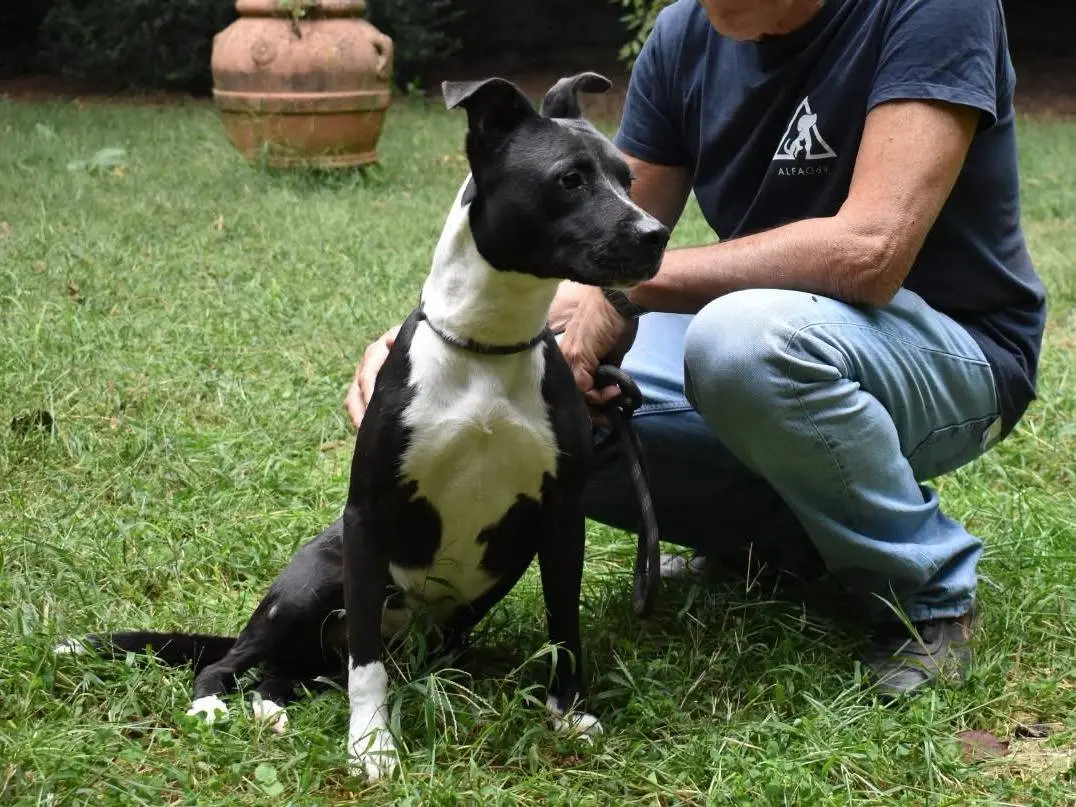 Adotta un cane, femmina, 4 anni e 1 mese, Roma