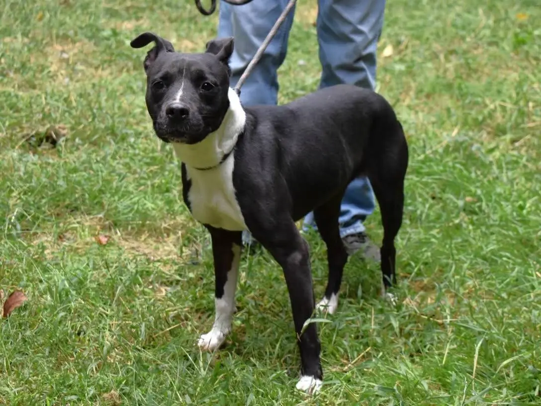 Adotta un cane, taglia media, femmina, Roma