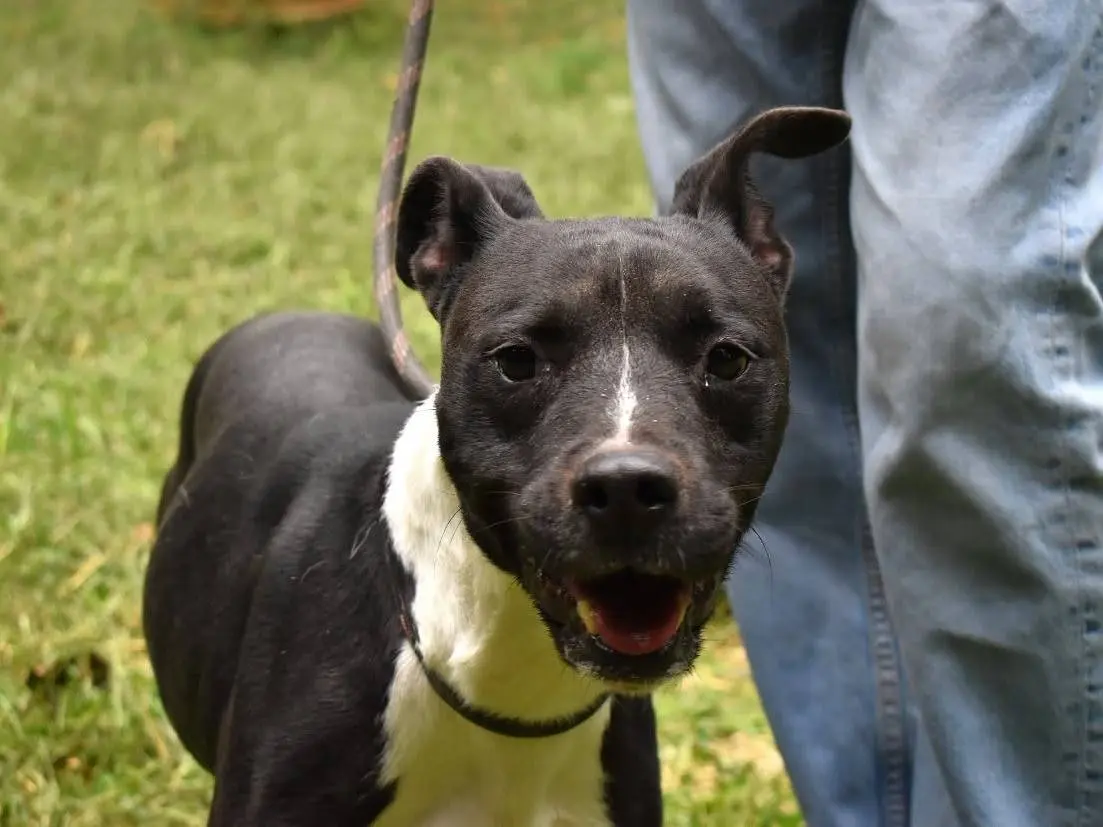 Vuoi adottare un cane a Roma?