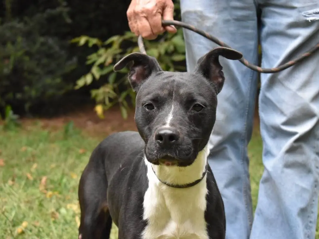Adozione cane, femmina, Razza sconosciuta Razza sconosciuta, 4 anni e 1 mese, taglia media, Roma