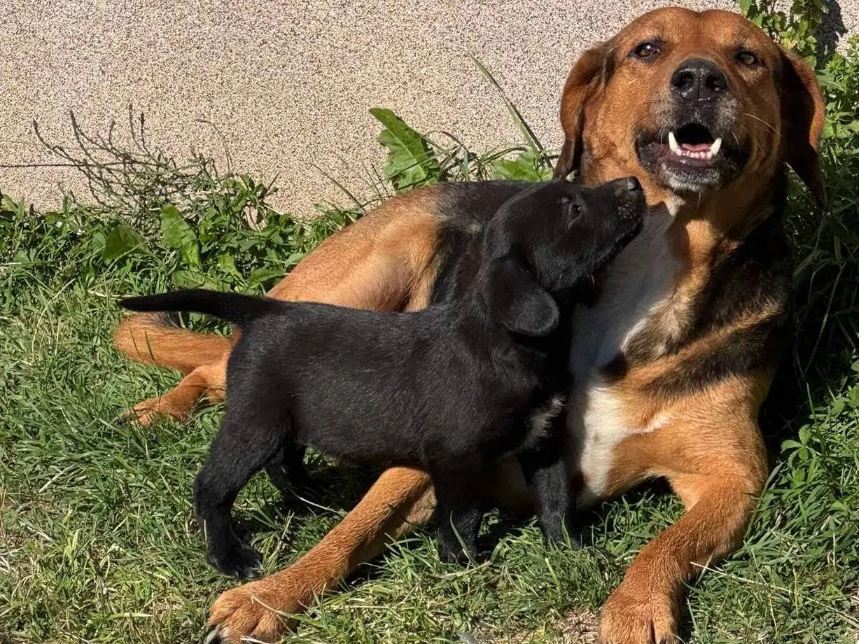 Adotta il cane ANGIE a Firenze