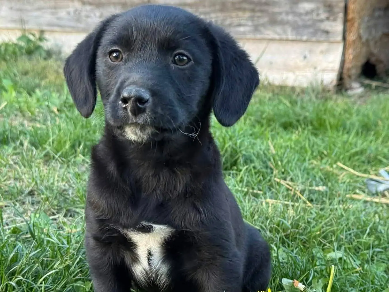 Adotta un cane, femmina, 3 mesi, Firenze