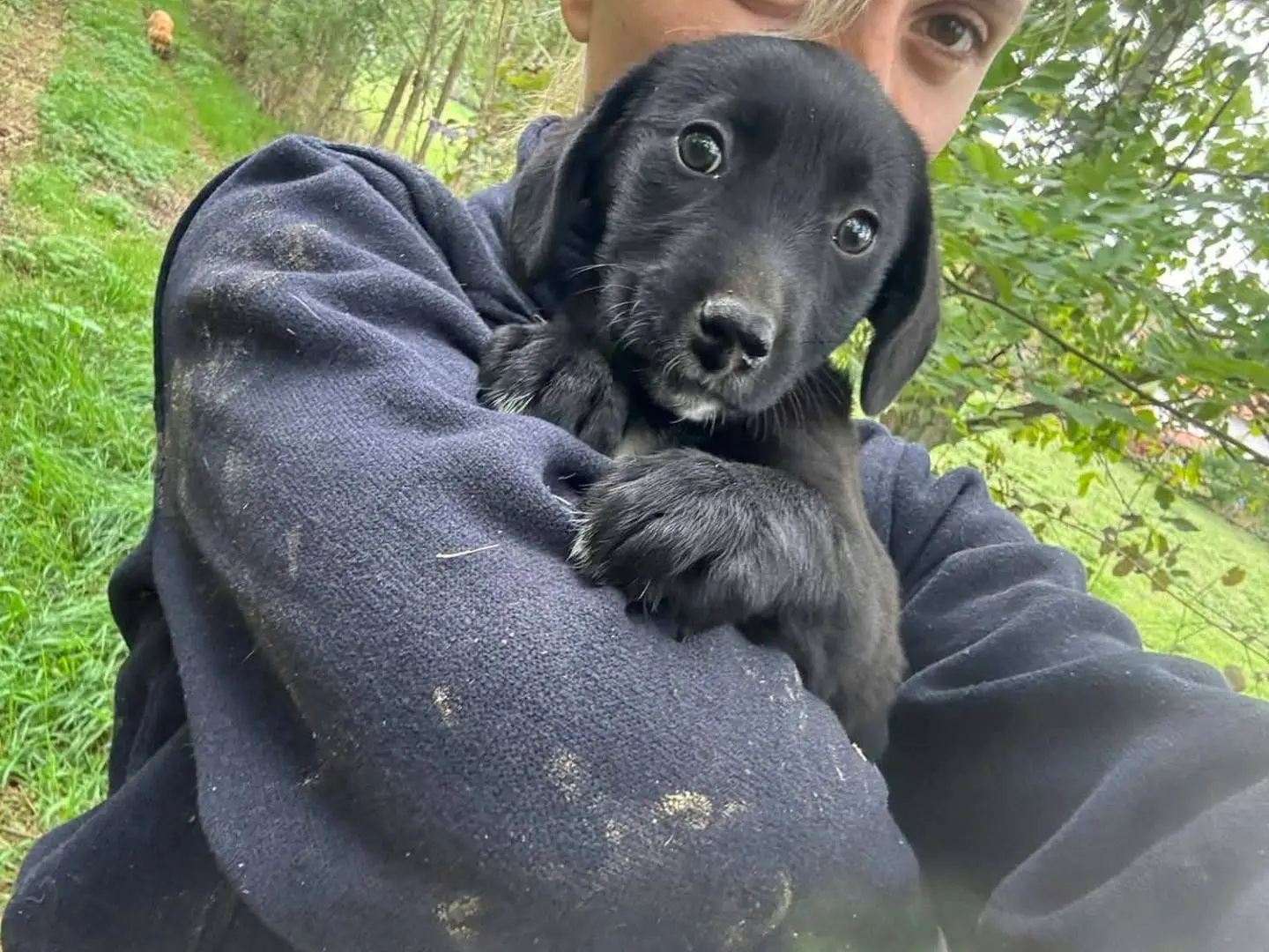 Vuoi adottare un cane a Firenze?