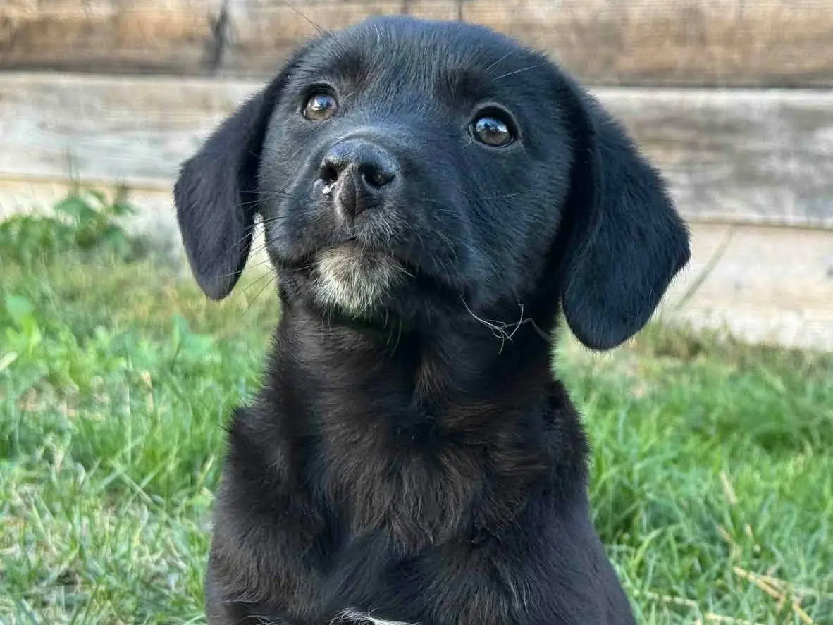Adozione cane, femmina, Razza sconosciuta Razza sconosciuta, 3 mesi, taglia media contenuta, Firenze