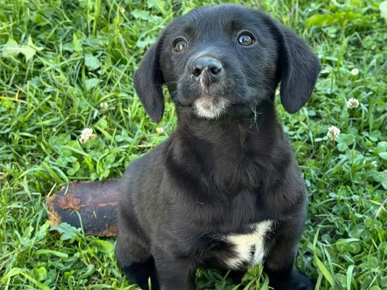 Adotta un cane, taglia media contenuta, femmina, Firenze