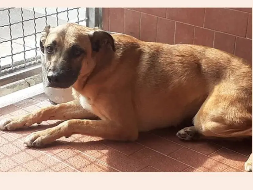 Adozione cane, maschio, meticcio, 10 anni e 7 mesi, taglia media, Milano