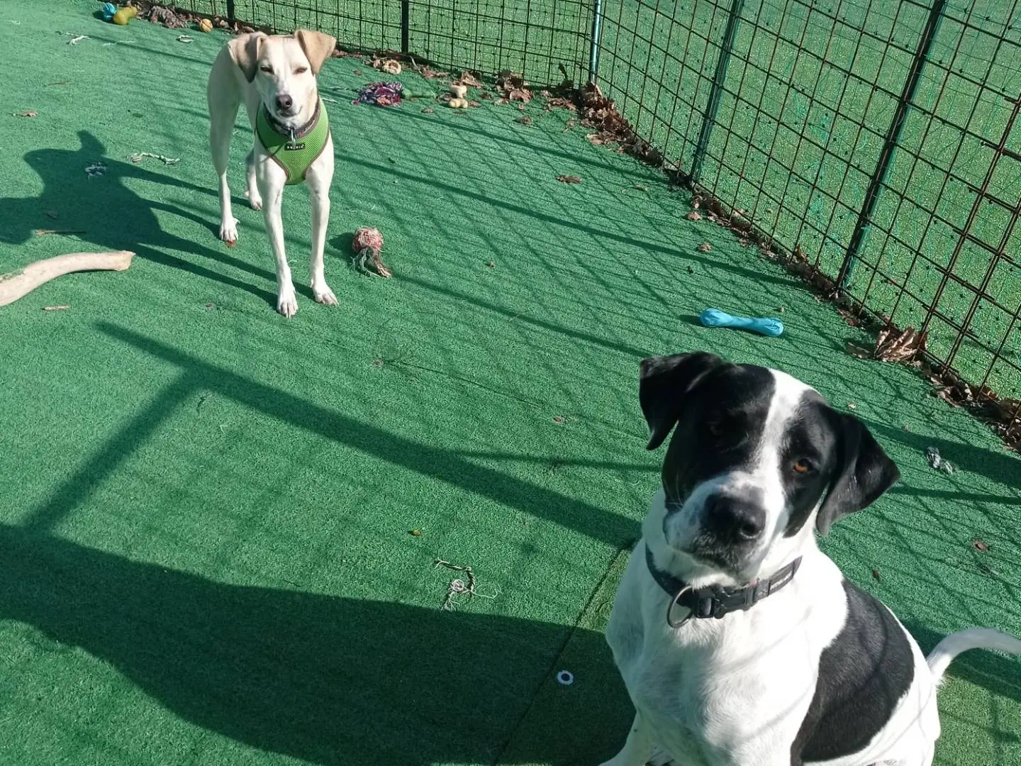 Adotta un cane, maschio, 1 anno e 8 mesi, Cosenza