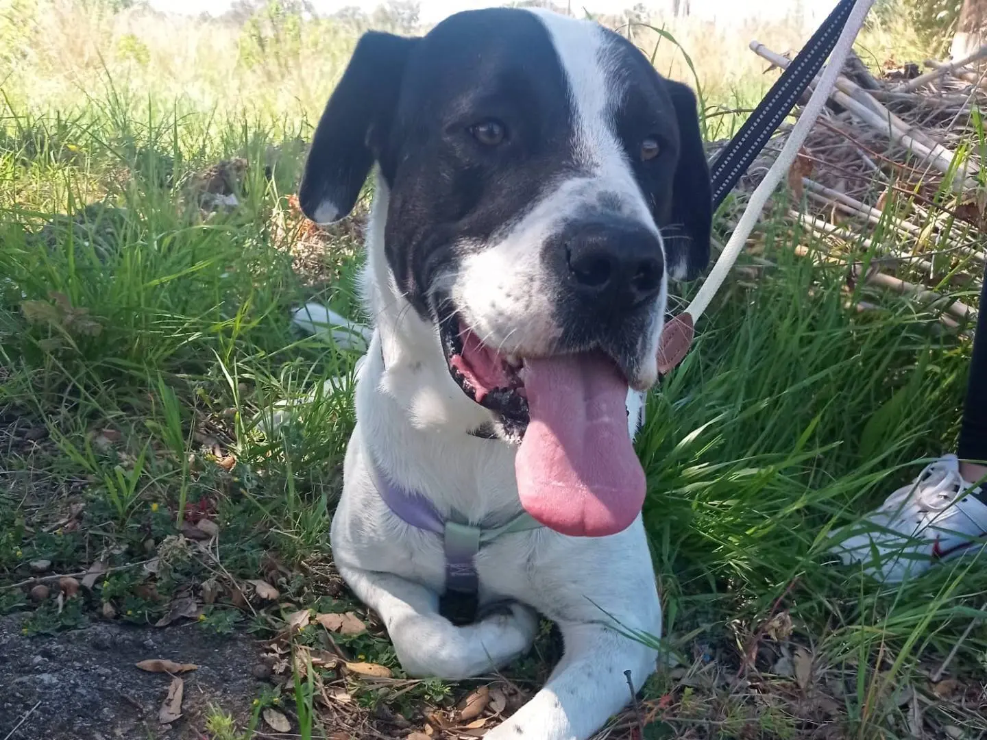 Adotta un cane, taglia media, maschio, Cosenza