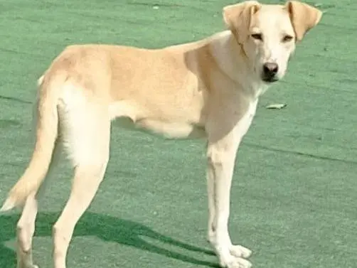 Adotta il cane Billy a Cosenza