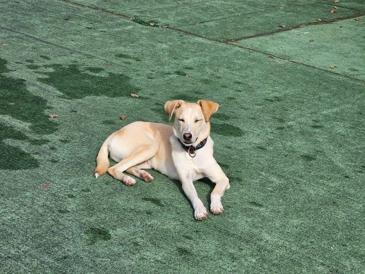 Vuoi adottare un cane a Cosenza?