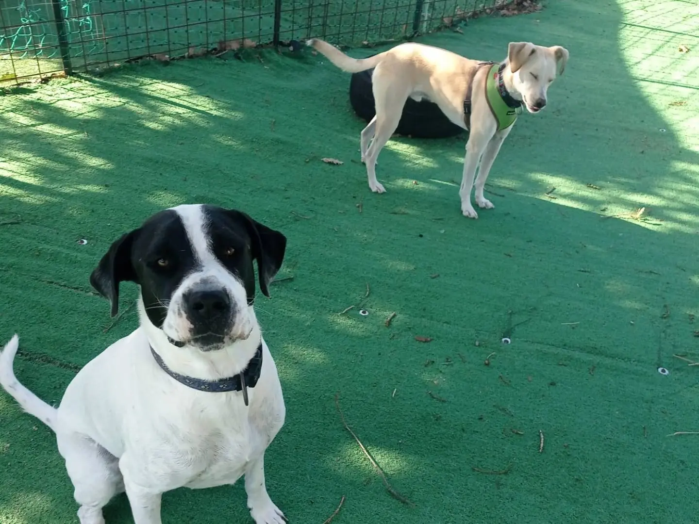Adozione cane, maschio, Razza sconosciuta Razza sconosciuta, 1 anno e 8 mesi, taglia media, Cosenza