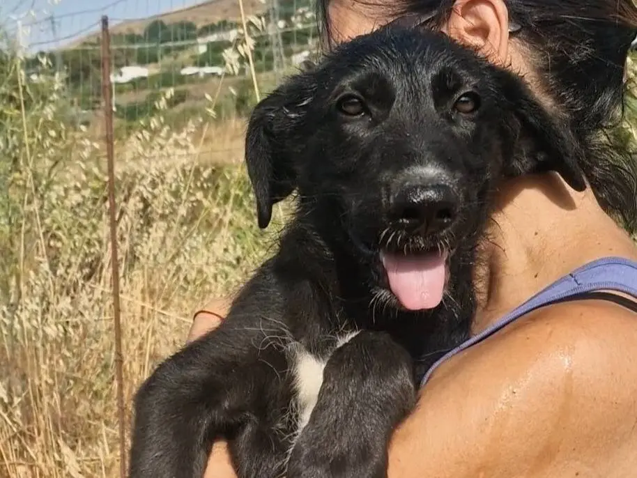 Adotta un cane, maschio, 5 mesi, Palermo