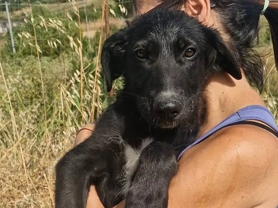 Adozione cane, maschio, Razza sconosciuta Razza sconosciuta, 5 mesi, taglia media, Palermo