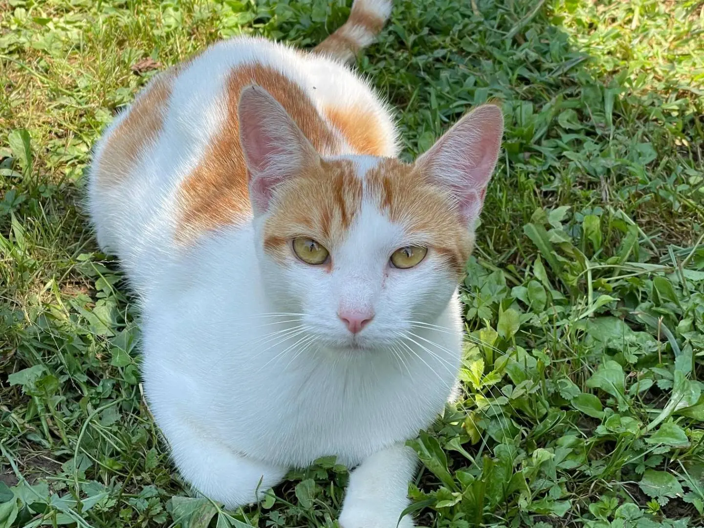 Adozione gatto, maschio, Razza sconosciuta Razza sconosciuta, 3 anni e 8 mesi, taglia non valida, Verona