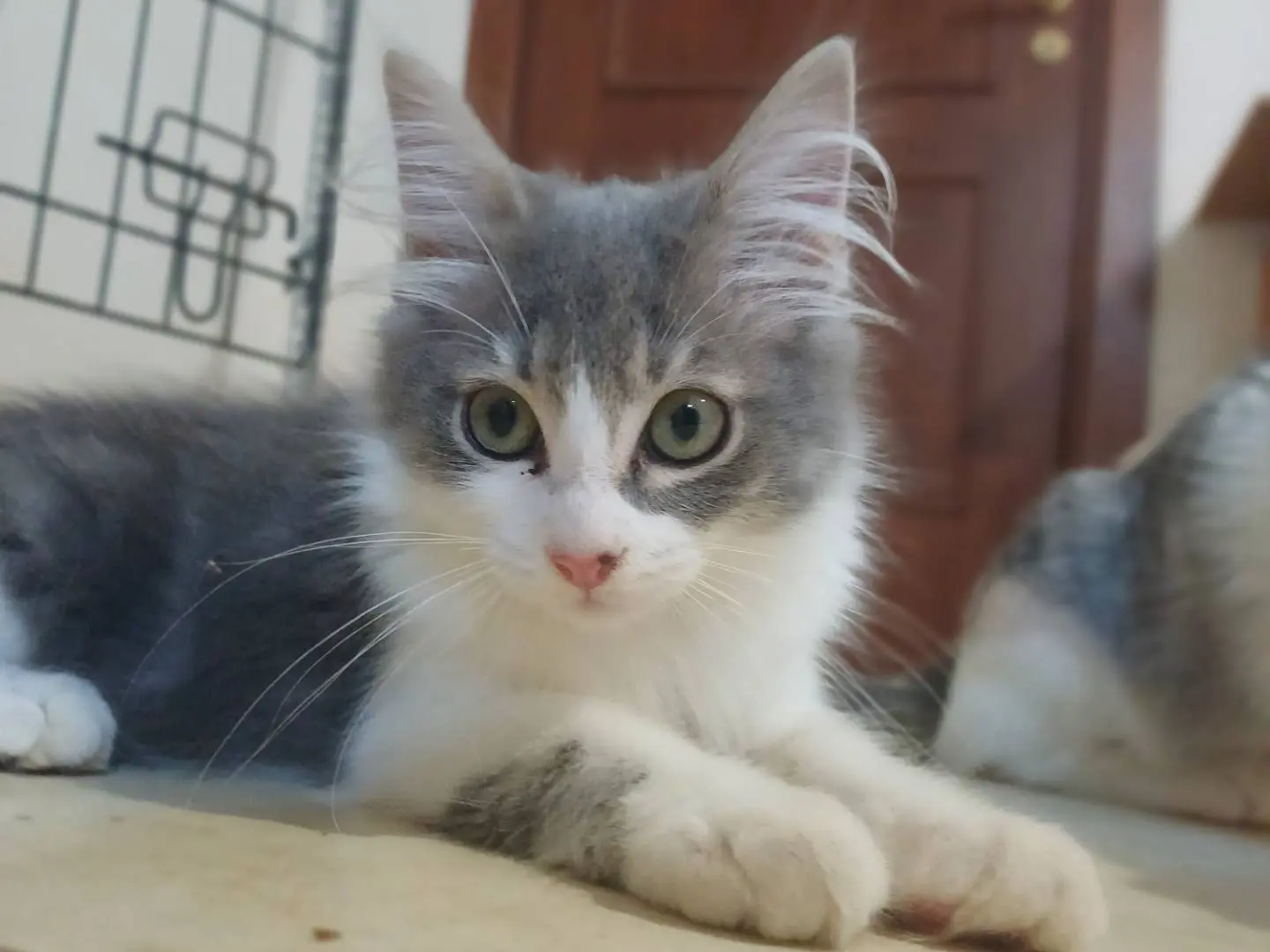 Adotta un gatto, femmina, 5 mesi, Lecce