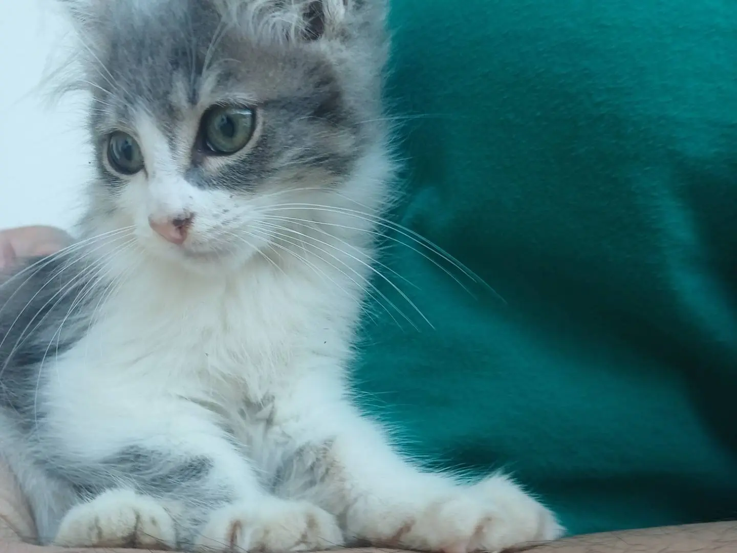 Adotta un gatto, taglia non valida, femmina, Lecce